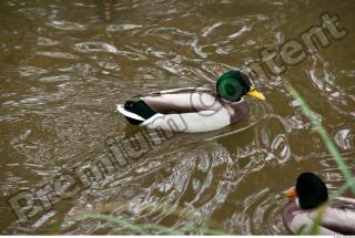 Duck drake texture 0001